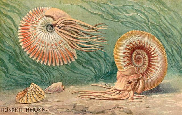 ammonites