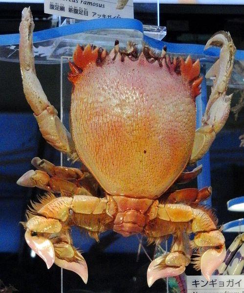 asahiCrab