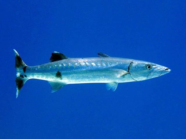barracuda