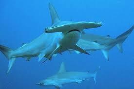 hammerHead