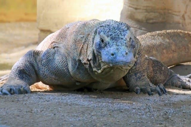 komodoDragon