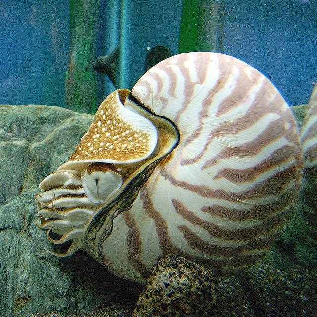 nautilus