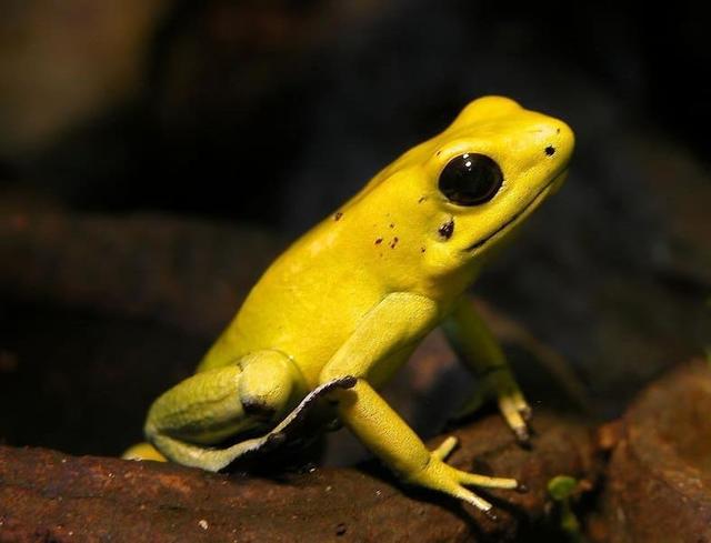 poisonFrog