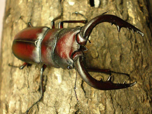 sawBeetle