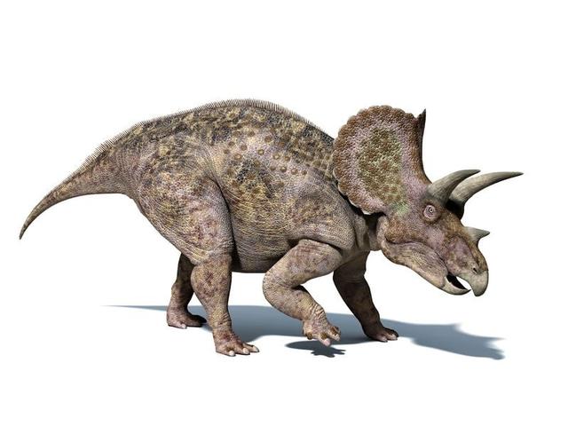 triceratops