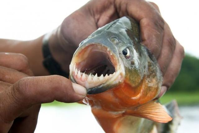 piranha