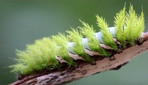 poisonCaterpillar